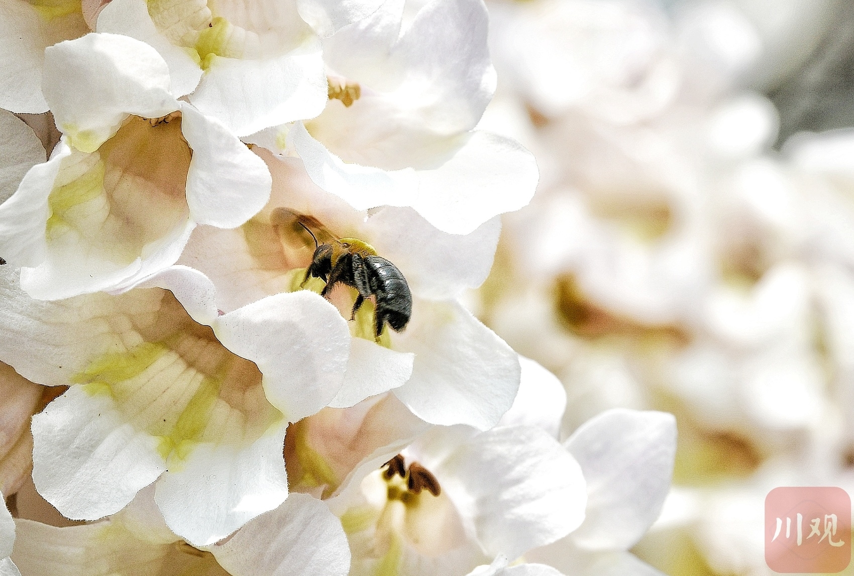 （中首）成都红星桥的泡桐花又开了！你来打卡了吗？