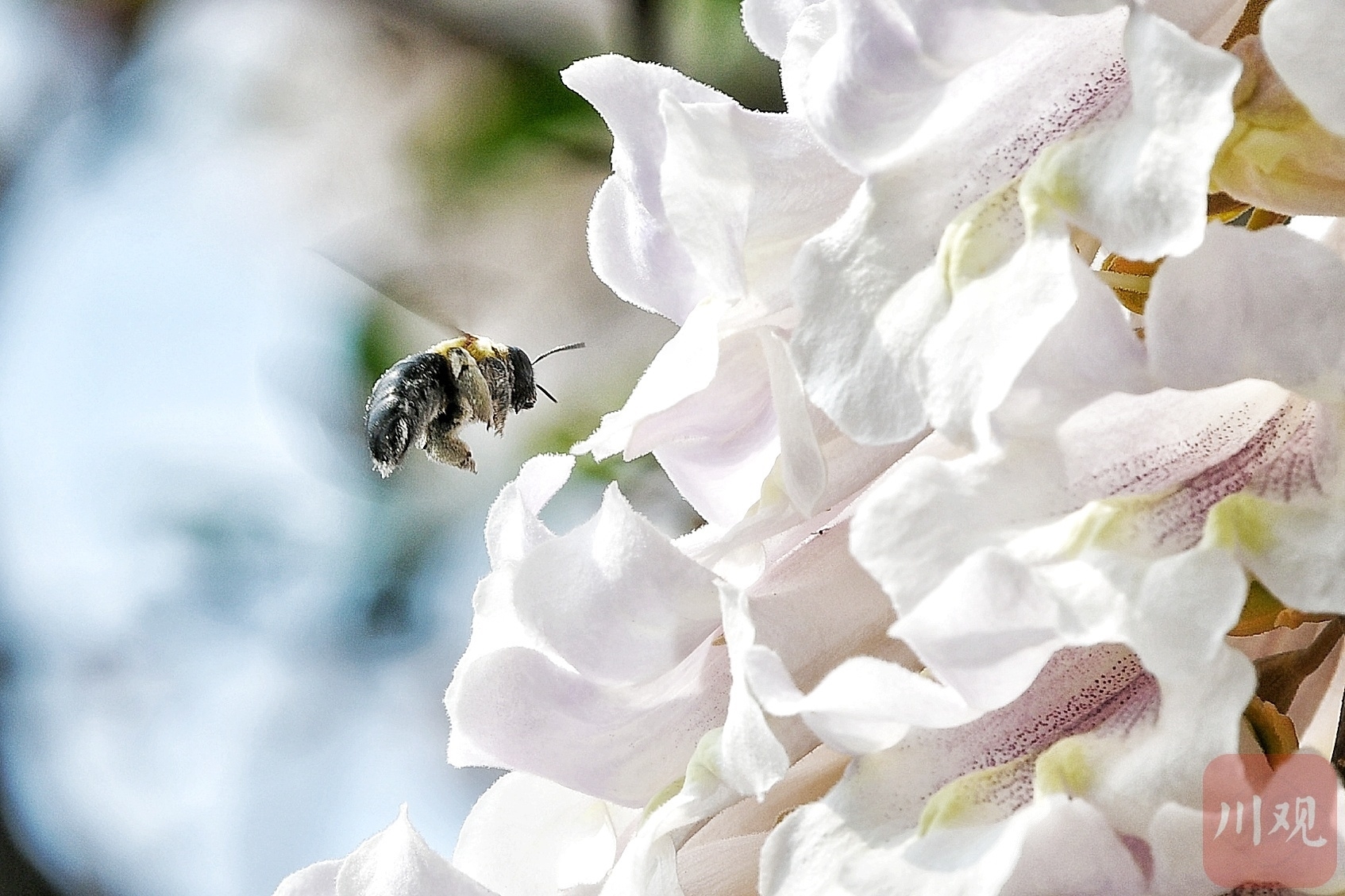 （中首）成都红星桥的泡桐花又开了！你来打卡了吗？