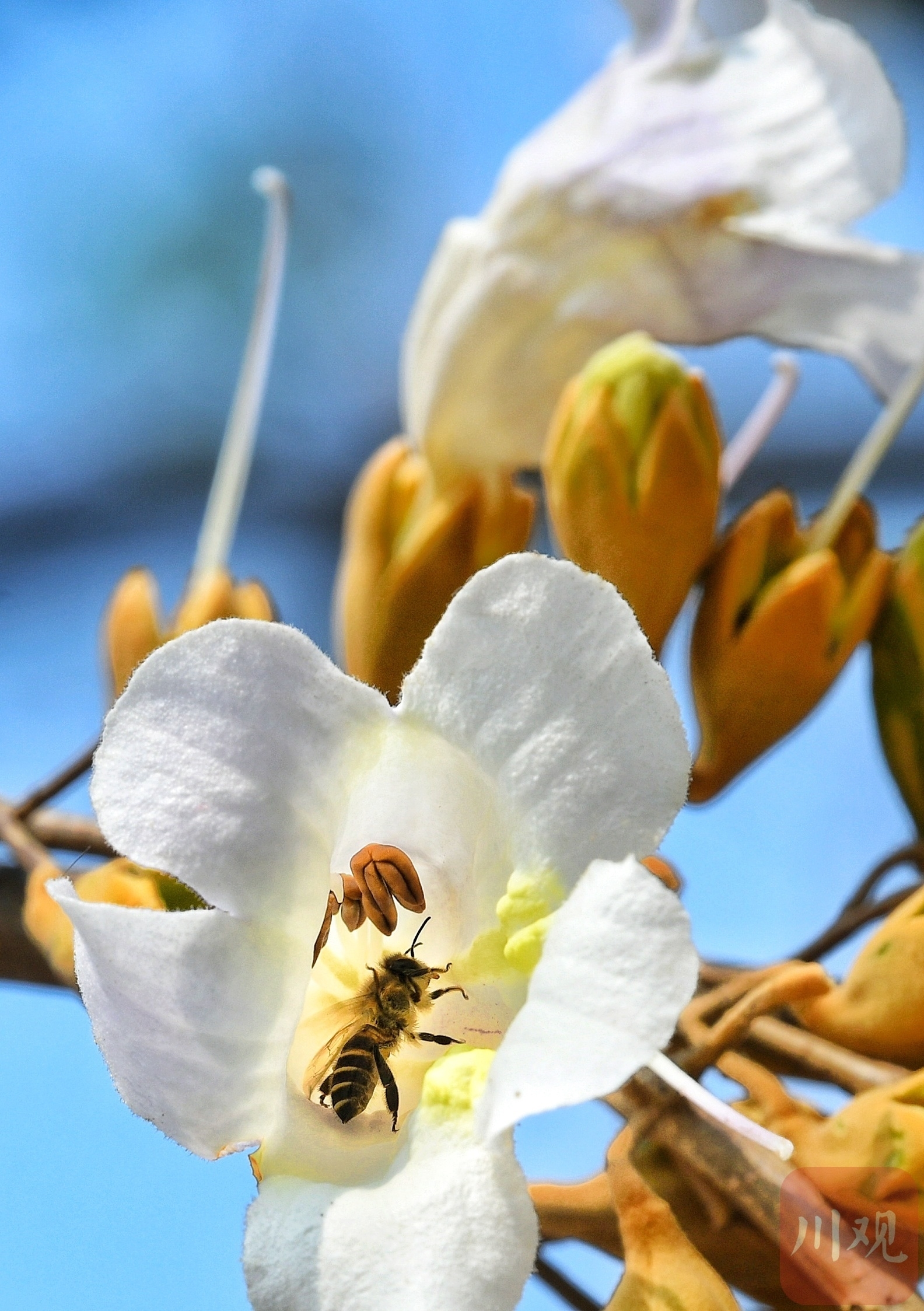 （中首）成都红星桥的泡桐花又开了！你来打卡了吗？