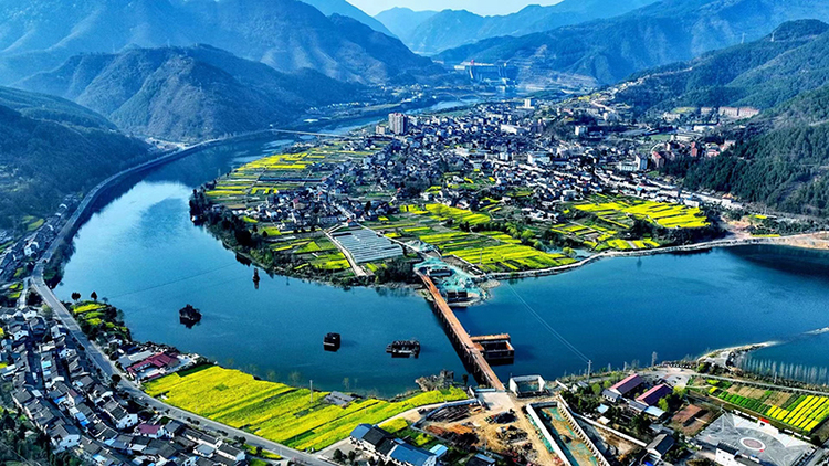 白龙江畔菜花黄 春醉山水花正灿_fororder_广元市利州区三堆镇油菜花