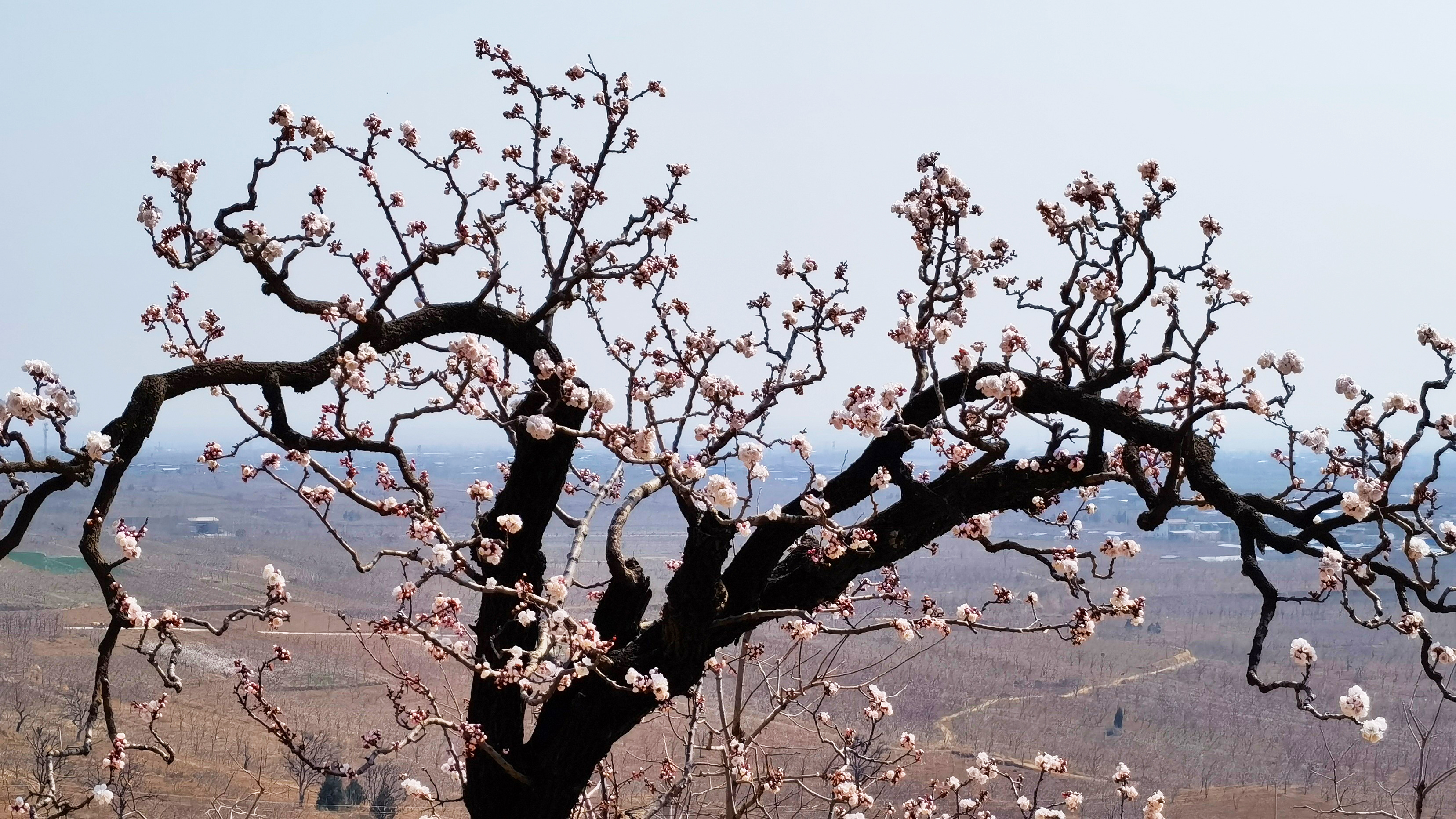 【與春天撞個滿懷 打卡最美春景】渭南富平：春花爛漫時 滿樹杏花滿樹春_fororder_003