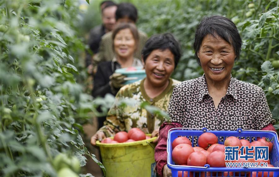 秦岭高山西红柿熟了