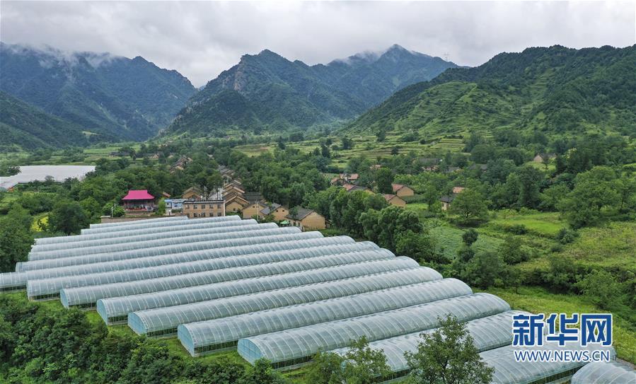 秦岭高山西红柿熟了