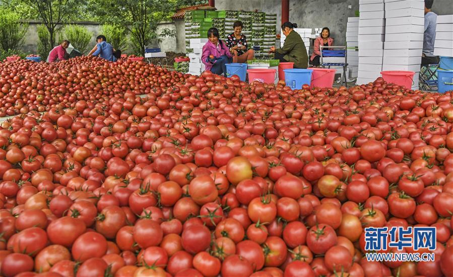 秦岭高山西红柿熟了