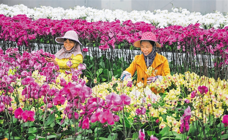 【焦点图】【即时快讯】海南省去年新增花卉苗木3700亩