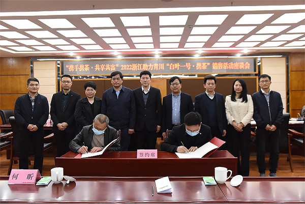 广元青川白叶一号即将进入采摘期浙江助力销售携茶