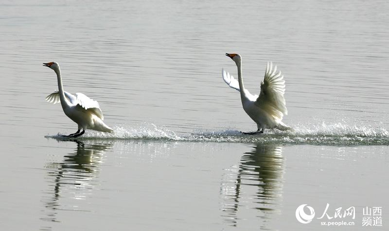 數千隻白天鵝飛臨山西聖天湖濕地越冬