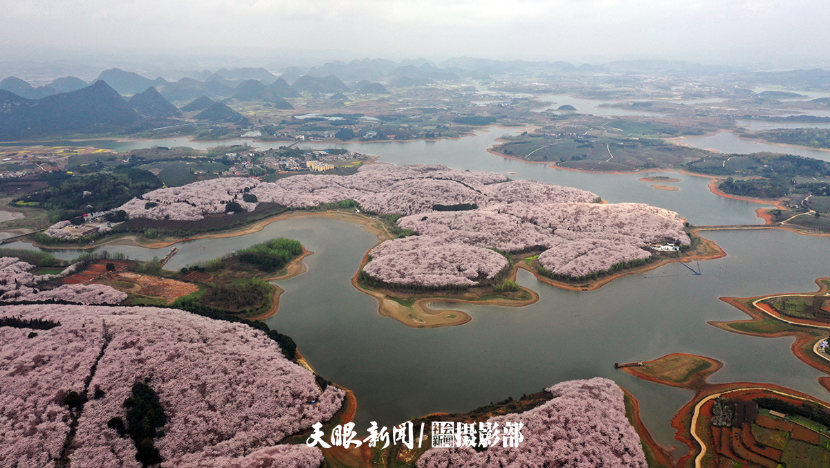 红枫湖畔樱花园 千朵万朵压枝低