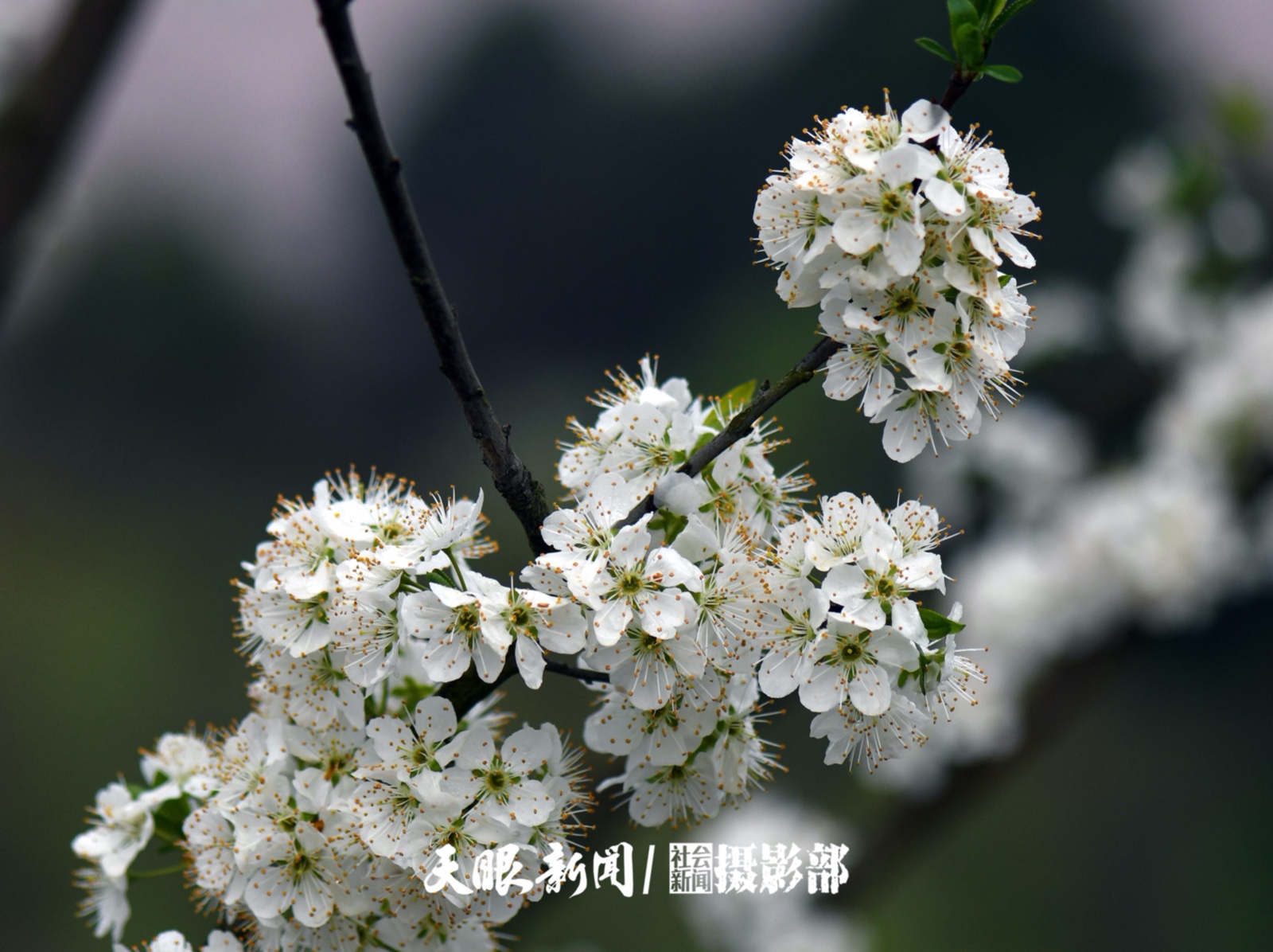 红枫湖畔樱花园 千朵万朵压枝低
