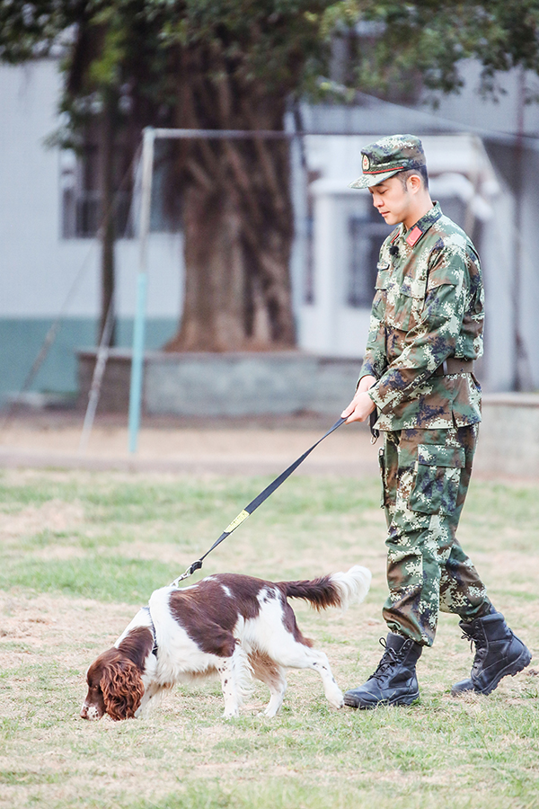 神犬奇兵滔滔图片图片