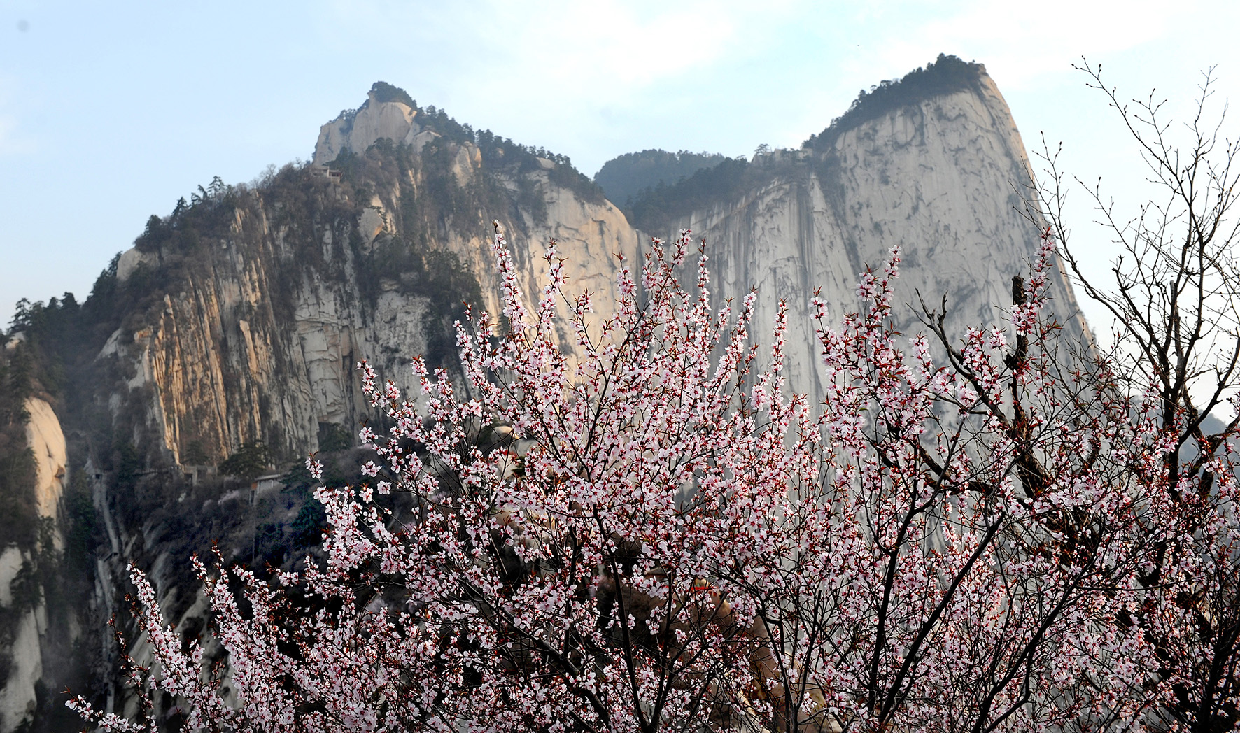 【與春天撞個滿懷 打卡最美春景】陜西渭南：春已至，靜看山間繁華_fororder_1