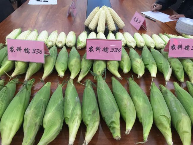 ທ່ານຈ້າວຈີວຢານ ຫົວໜ້າກອງສາລີ_fororder_赵久然1