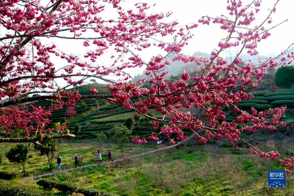 福建武夷山：茶园樱花开 不负春光美