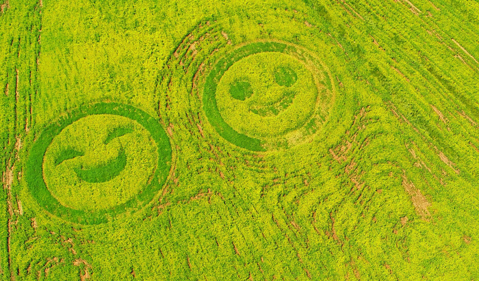 图片默认标题_fororder_当地村民利用油菜花花海做出的笑脸造型