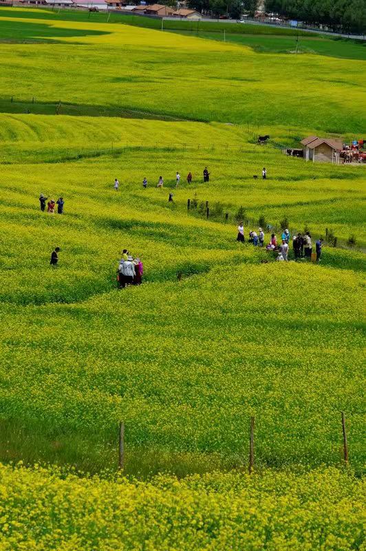 图片默认标题_fororder_游客畅游在花海中拍照
