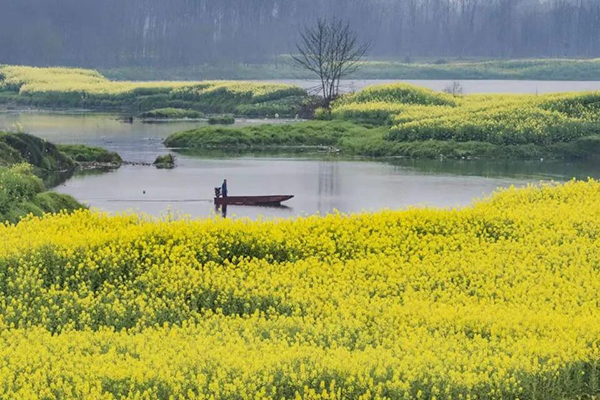 成都邛崃油菜花盛开乡村风景令人流连忘返