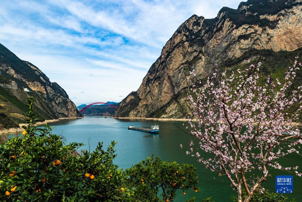 湖北秭歸：花艷橙香三峽美