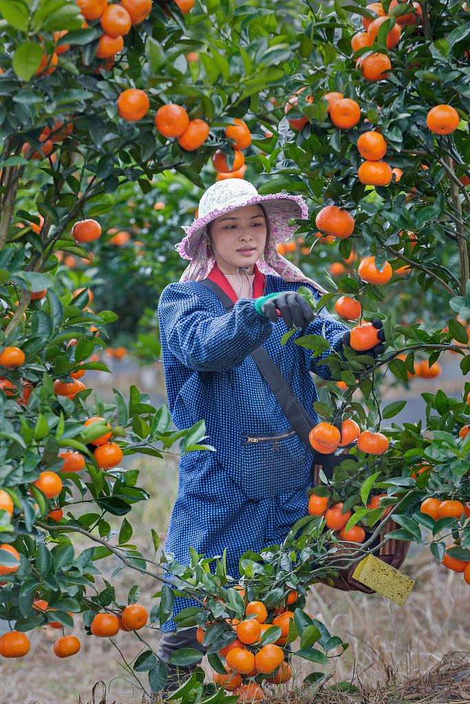 #CCFR Comment#បទវិភាគ៖មធ្យោបាលជាសារវន្តសម្រាប់សម្រេចបាននូវភាពសម្បូរសប្បាយរួម គឺធ្វើការតស៊ូព្យាយាមជាមួយគ្នា_fororder_4