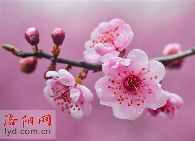 Spring Blossoms Decorate Luoyang City with Various Colors_fororder_圖片9