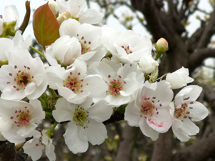 与春天撞个满怀打卡最美春景眉山又到春花烂漫时梨花三月醉东坡