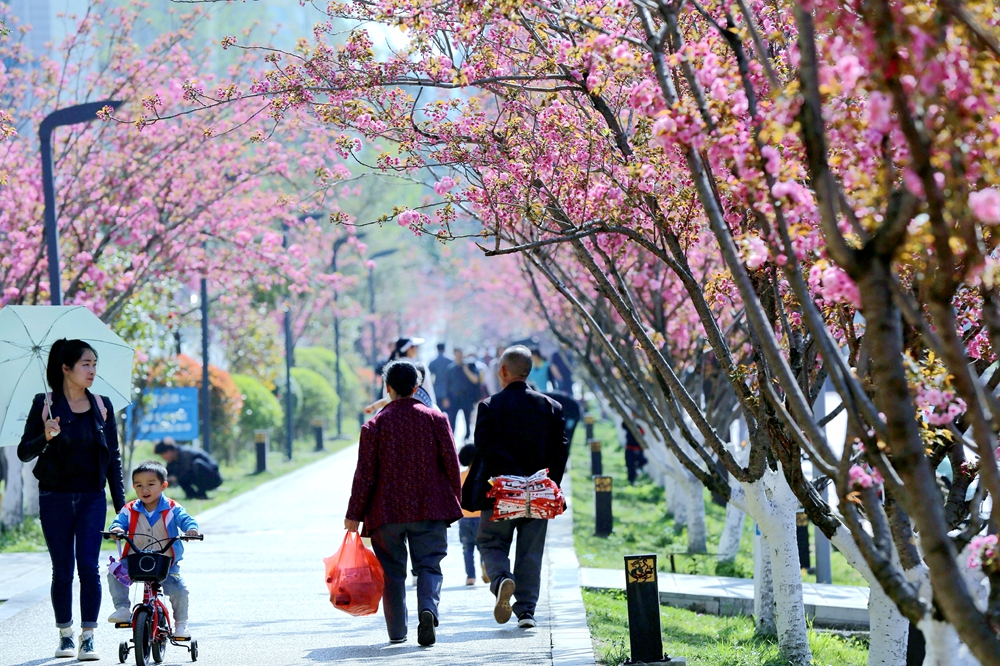 贵州六盘水：水城河沿岸樱花盛开 景色如画春光美_fororder_赵2