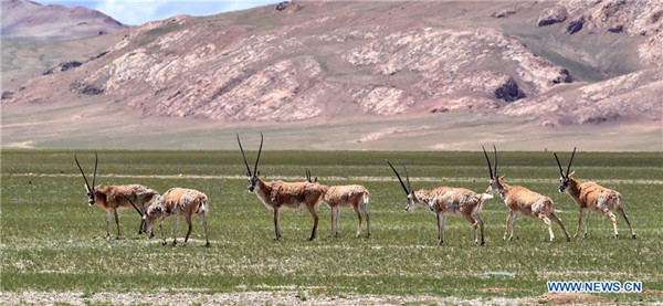 Kamangha-manghang likas na tanawin at kakaibang maiilap na hayop sa Nyima, Tibet