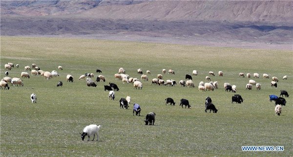 Kamangha-manghang likas na tanawin at kakaibang maiilap na hayop sa Nyima, Tibet