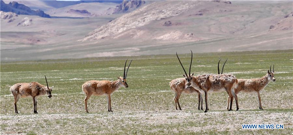 Kamangha-manghang likas na tanawin at kakaibang maiilap na hayop sa Nyima, Tibet