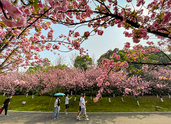 成都青白江第十二届樱花旅游文化节开幕