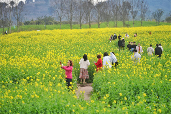 重庆南岸：广阳岛油菜花开美如画