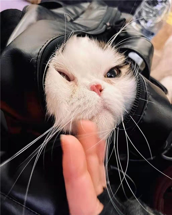 在基辅地铁站避难的宠物_fororder_7