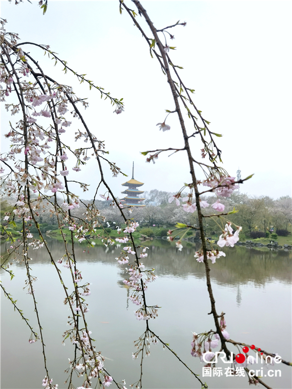 【与春天撞个满怀 打卡最美春景】武汉东湖樱园：_fororder_3
