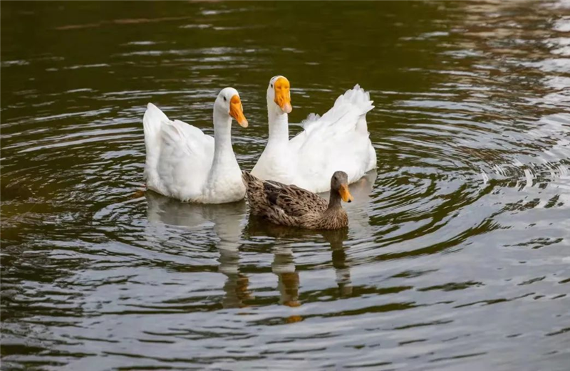 图片默认标题_fororder_图片3