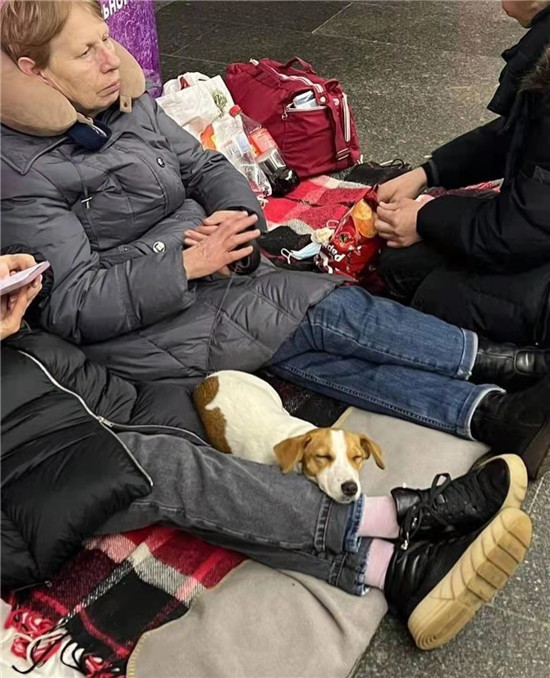 在基辅地铁站避难的宠物_fororder_3