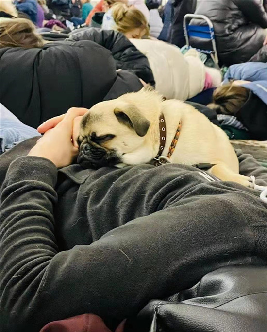 在基辅地铁站避难的宠物_fororder_8