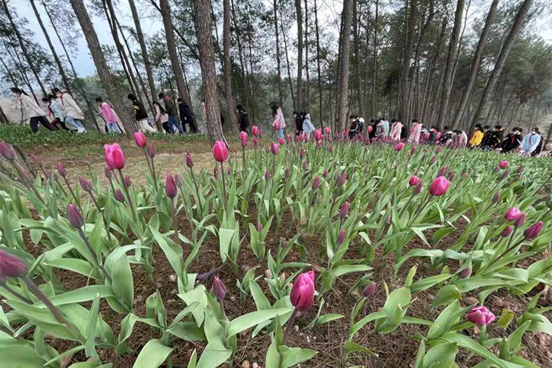 重慶渝北興隆鎮：“安的童話森林”春季花展啟幕