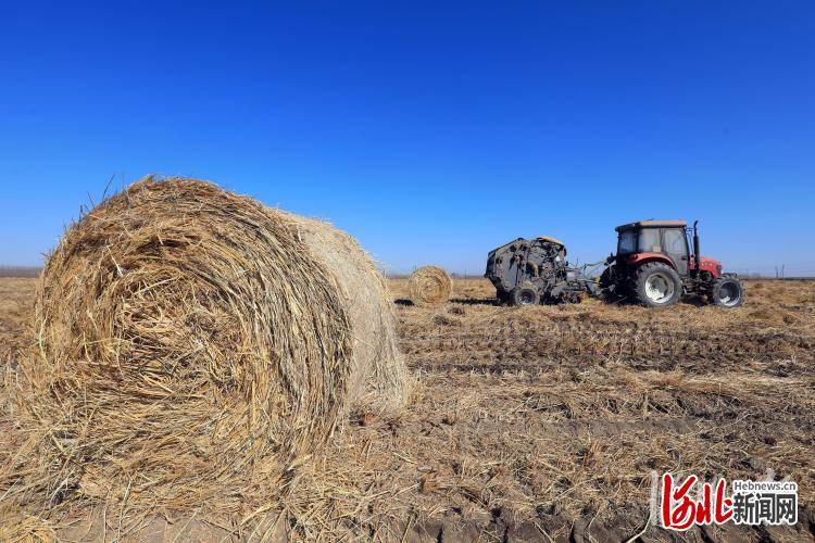 河北灤南：稻草打捆忙