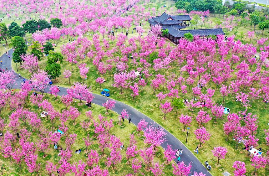 广西南宁：繁花盛开春满城