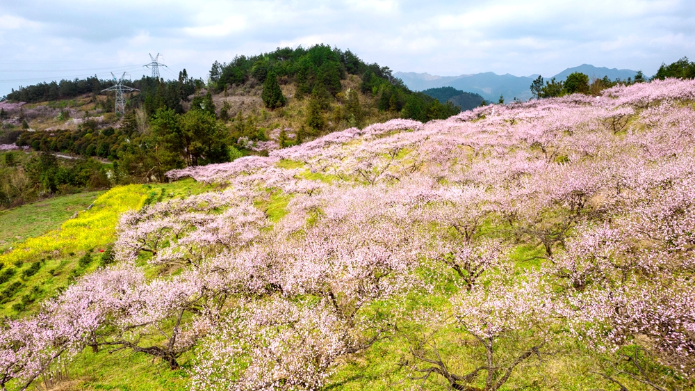 貴州獨山：桃花競相綻放美如畫_fororder_組圖5