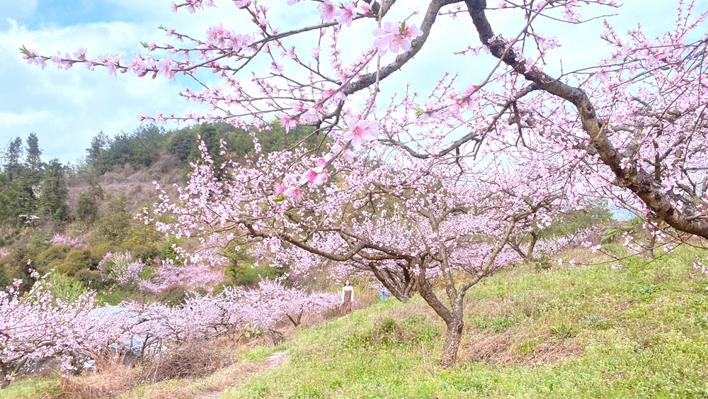 貴州獨山：桃花競相綻放美如畫_fororder_組圖4