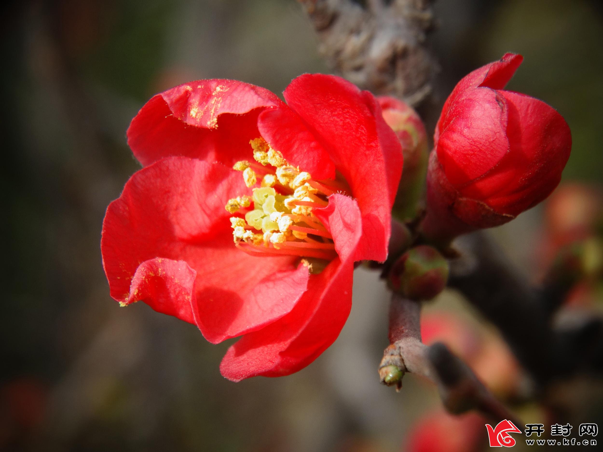 河南开封：又是一年赏花季