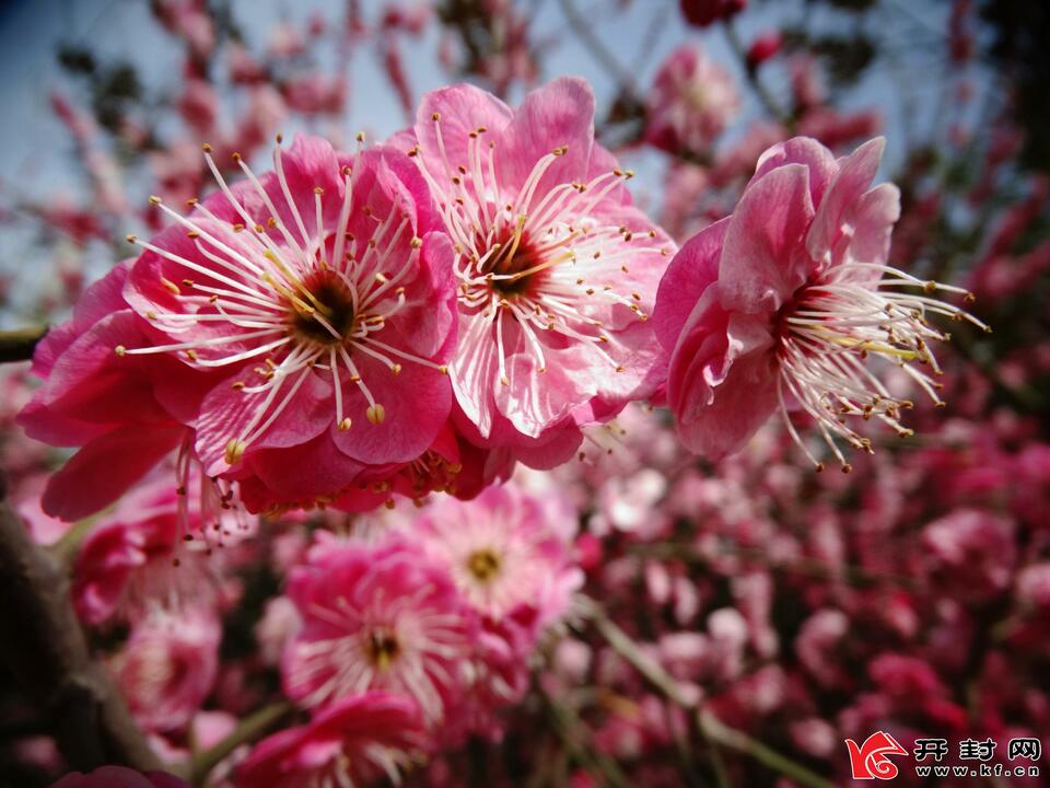 河南开封：又是一年赏花季