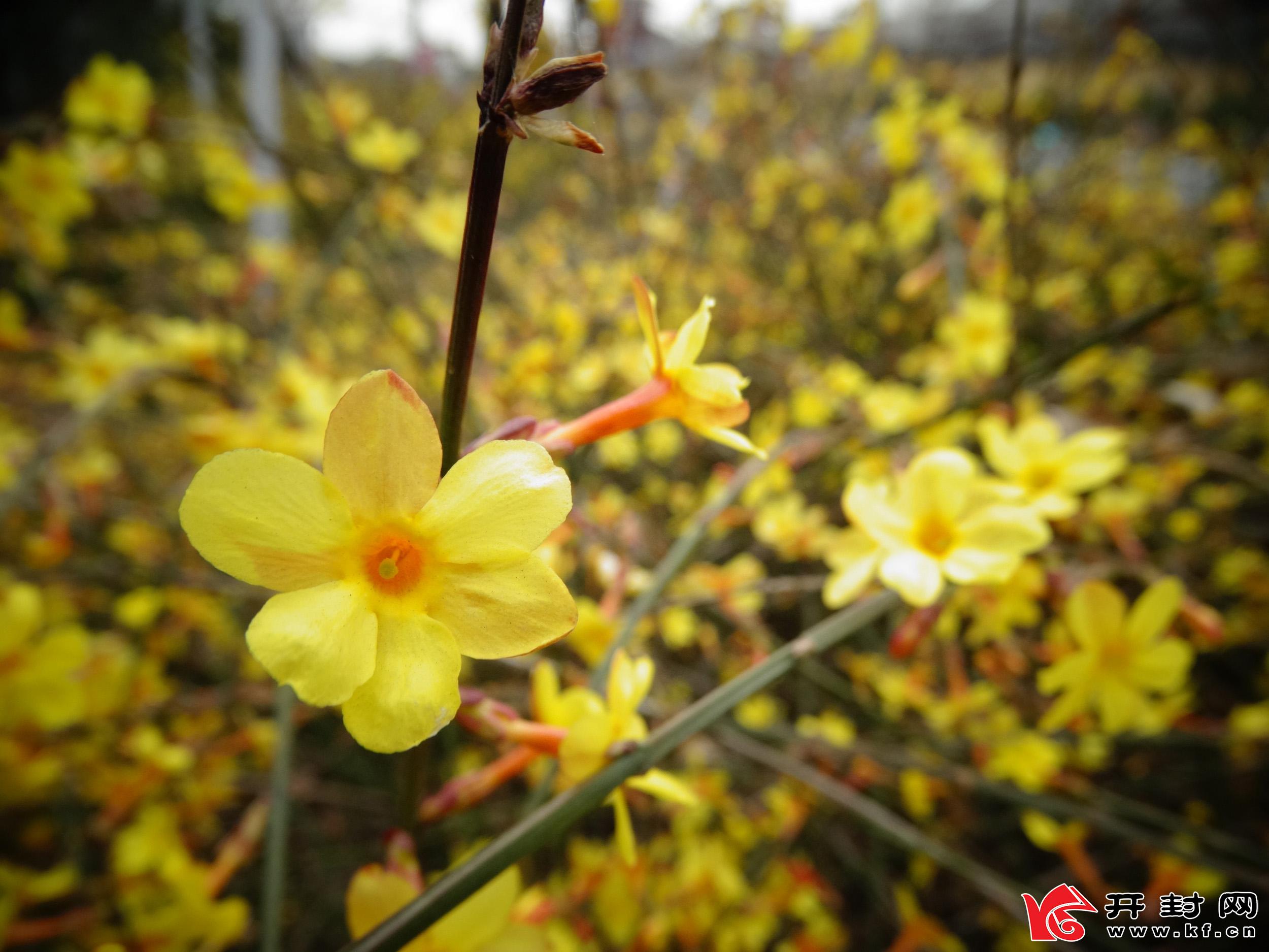 河南开封：又是一年赏花季