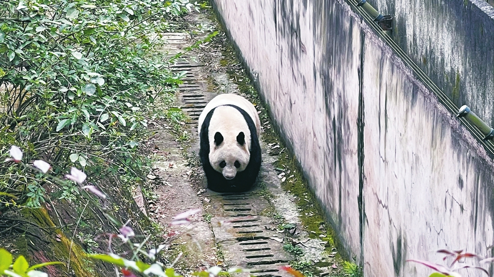 （中首）大熊猫吃播遛弯 吸引55万网友围观