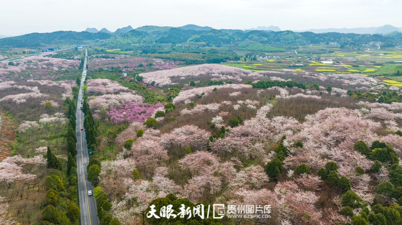 （中首）“最美公路” 沪昆高速清镇至平坝段樱花盛开