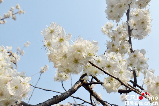 （原创）毕节市“洞天福地·花海毕节”樱桃花果季活动正式启动_fororder_6753cababfbe7f921df5edcc455bf1c