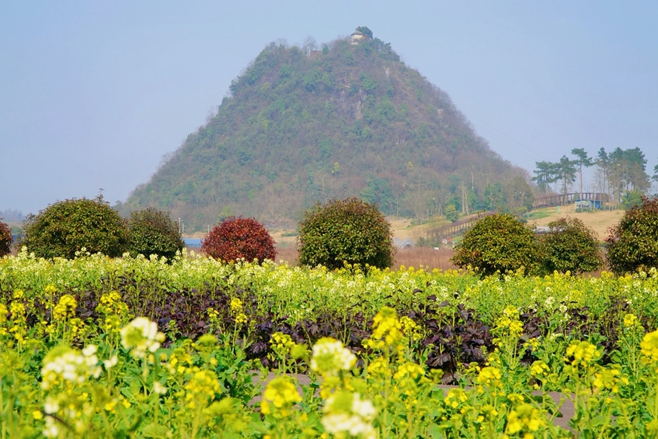 貴州獨山油菜花開暖意濃獨秀峰下賞春光