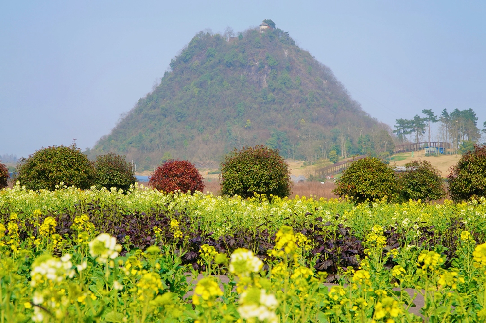 （供稿）貴州獨山：油菜花開暖意濃 獨秀峰下賞春光_fororder_2