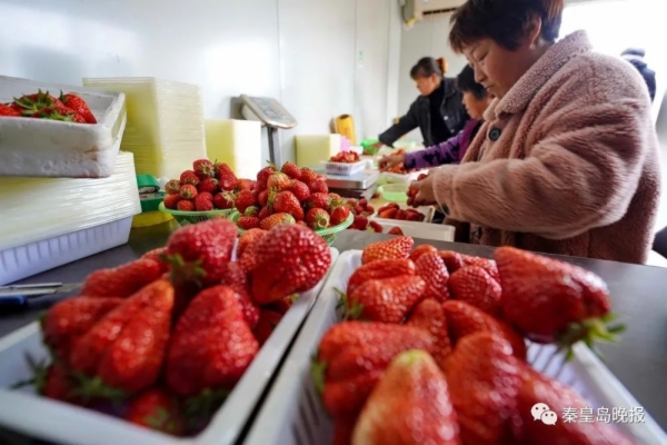 河北秦皇岛：返乡种草莓 带群众增收