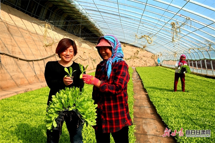 甘州区梁家墩镇的蔬菜苗走俏市场